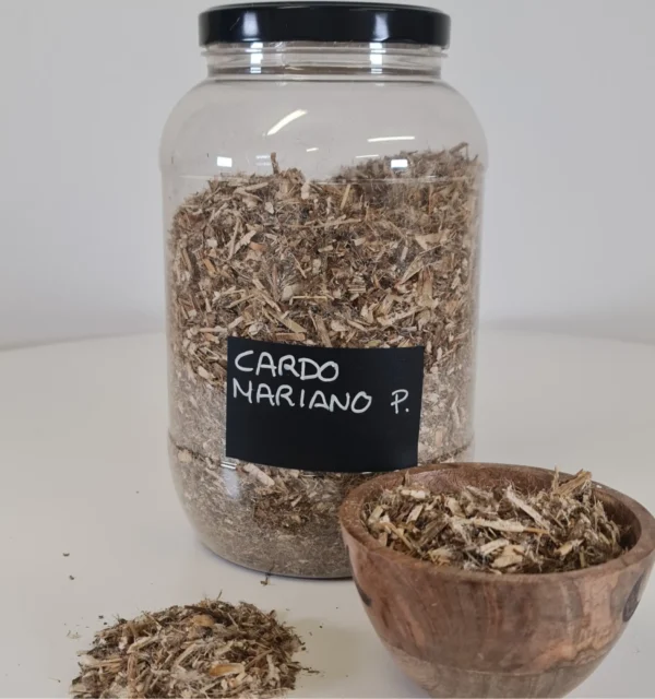 Cardo mariano P. bote y cuenco