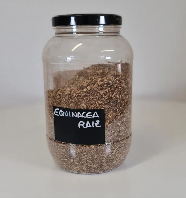 Equinacea raíz bote