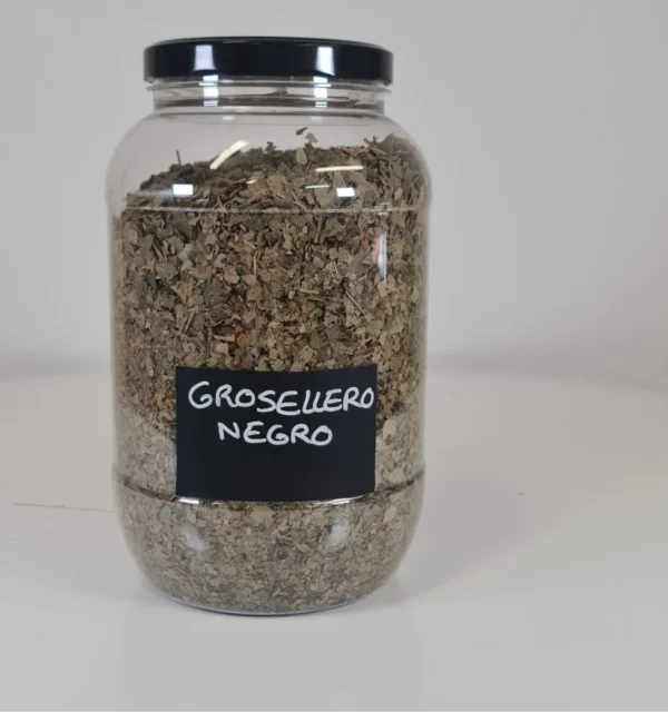 Grosellero negro bote
