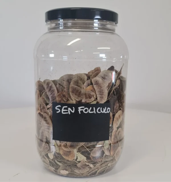 Sen Folículo bote