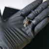 Arcángel Plata Chamuel